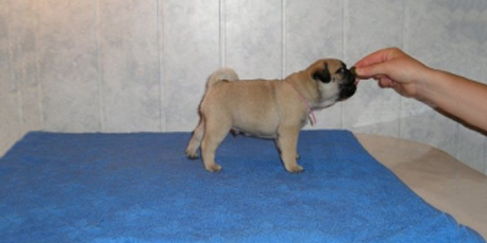 Adiestramiento de perros: Toca