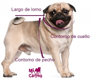 Cómo tomarle medidas a tu Carlino