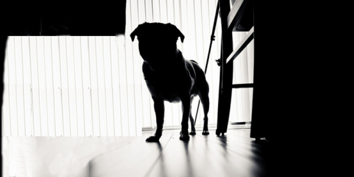 Curiosidades caninas