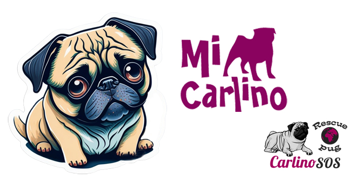 Los carlinos y la adopción: por qué adoptar un carlino puede ser una excelente opción