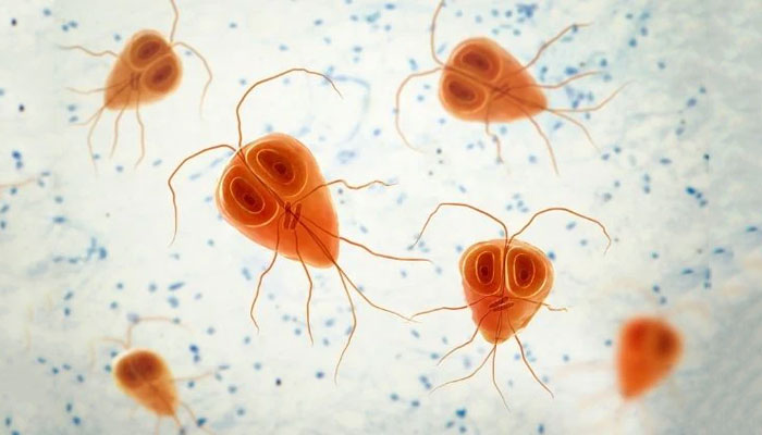 ¿Conoces la giardiasis de los perros?