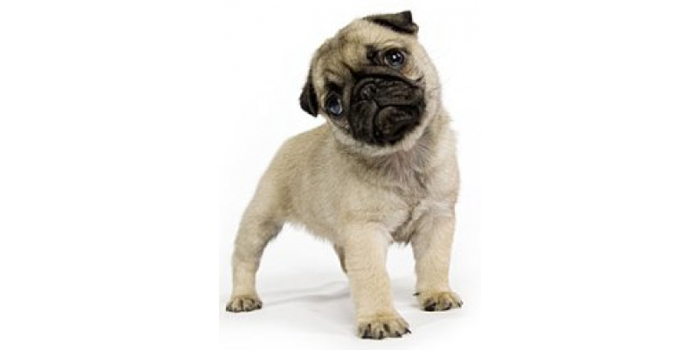 ERROR ENDOGÁMICO, ¡Quiero ganar la próxima exposición canina!