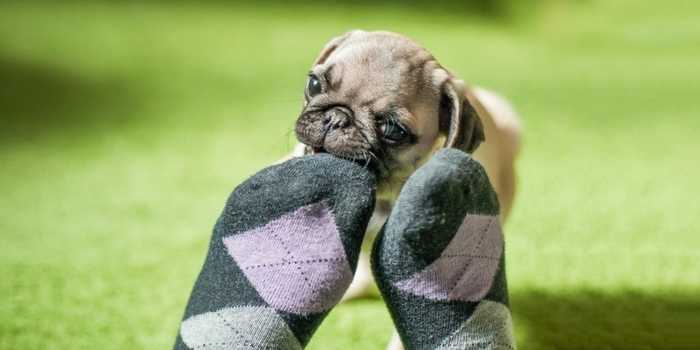 Mi perro rompe todo, ¿qué hago?