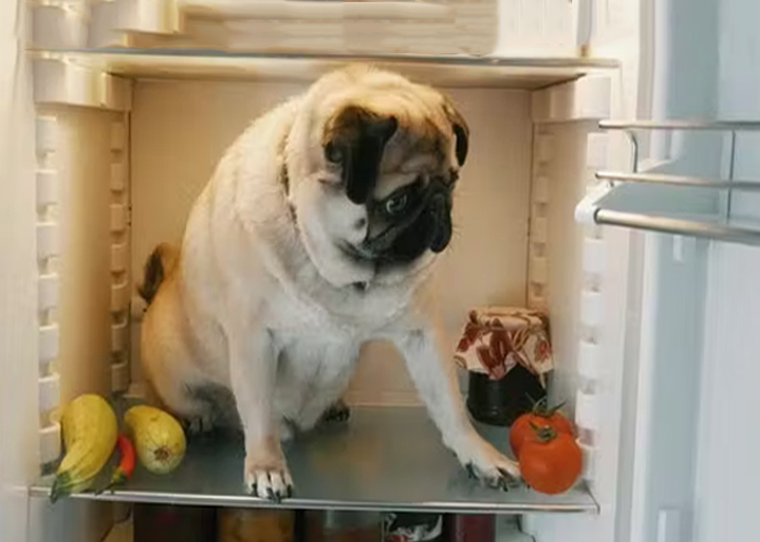 El mejor pienso para perros según la OCU: ¿es realmente la mejor opción?
