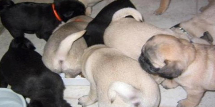 Perros importados