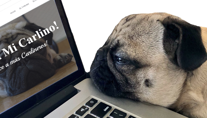 Carlinos en el trabajo: cómo estos perros ayudan en el ámbito laboral
